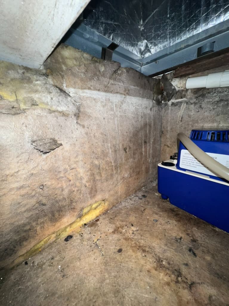 Extensive mold staining on insulation and plywood platform inside HVAC support cavity