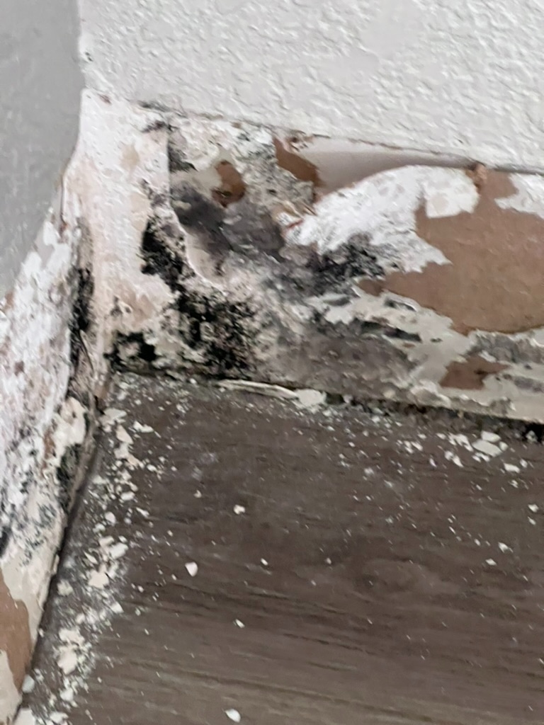 Close-up of black mold growth at a baseboard wall junction with peeling paint and visible mold contamination